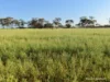 Lot 14044 Goomarin Road, Nukarni, WA 6480-Image