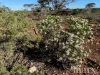 Lot 195 Seven Cross Road, Sedan, SA 5353-Image