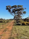 Lot 195 Seven Cross Road, Sedan, SA 5353-Image