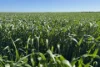 Lot 22  Pfitzner Road, Butler, SA 5605-Image