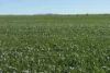 Lot 22  Pfitzner Road, Butler, SA 5605-Image