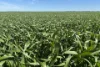 Lot 22  Pfitzner Road, Butler, SA 5605-Image