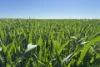 Lot 22  Pfitzner Road, Butler, SA 5605-Image