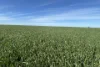 Lot 22  Pfitzner Road, Butler, SA 5605-Image