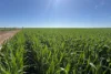 Lot 22  Pfitzner Road, Butler, SA 5605-Image