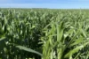 Lot 22  Pfitzner Road, Butler, SA 5605-Image