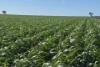 Lot 22  Pfitzner Road, Butler, SA 5605-Image
