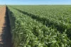 Lot 22  Pfitzner Road, Butler, SA 5605-Image
