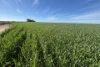 Lot 22  Pfitzner Road, Butler, SA 5605-Image