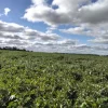 LOT 220A & 220B Tinsley Road, Wal Wal, Vic 3385-Image