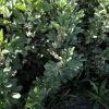 LOT 220A & 220B Tinsley Road, Wal Wal, Vic 3385-Image