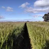 LOT 220A & 220B Tinsley Road, Wal Wal, Vic 3385-Image