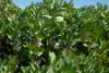 LOT 220A & 220B Tinsley Road, Wal Wal, Vic 3385-Image