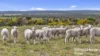 Lot 259 Harvey Road, Hartley, SA 5255-Image
