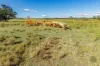 Lot 264 Abel Road, Lower Wonga, Qld 4570-Image
