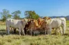 Lot 264 Abel Road, Lower Wonga, Qld 4570-Image