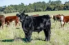 Lot 3 and 4 Old Caves Road, Naracoorte, SA 5271-Image