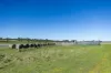 Lot 3 and 4 Old Caves Road, Naracoorte, SA 5271-Image