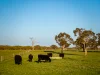 Lot 367 Beaumaris Road, Keppoch, SA 5271-Image