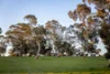 Lot 367 Beaumaris Road, Keppoch, SA 5271-Image