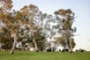 Lot 367 Beaumaris Road, Keppoch, SA 5271-Image