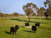 Lot 367 Beaumaris Road, Keppoch, SA 5271-Image
