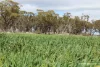 Lot 4031 Jackadine Farm, Pingelly, WA 6308-Image