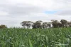 Lot 4031 Jackadine Farm, Pingelly, WA 6308-Image