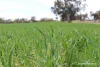 Lot 4031 Jackadine Farm, Pingelly, WA 6308-Image