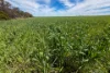 Lot 44 Birdseye Highway, Murlong, SA 5642-Image