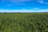 Lot 44 Birdseye Highway, Murlong, SA 5642-Image