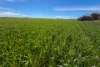 Lot 44 Birdseye Highway, Murlong, SA 5642-Image