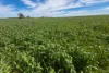Lot 44 Birdseye Highway, Murlong, SA 5642-Image
