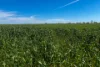 Lot 44 Birdseye Highway, Murlong, SA 5642-Image