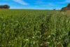 Lot 44 Birdseye Highway, Murlong, SA 5642-Image