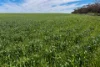 Lot 44 Birdseye Highway, Murlong, SA 5642-Image