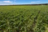 Lot 44 Birdseye Highway, Murlong, SA 5642-Image