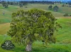 Lot 6 Wiles Firetrack, Wistow, SA 5251-Image