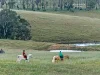 Lot 6 Wiles Firetrack, Wistow, SA 5251-Image
