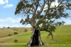 Lot 6 Wiles Firetrack, Wistow, SA 5251-Image