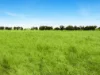 Lot 68 Penniment Road, Bordertown, SA 5268-Image