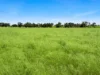 Lot 68 Penniment Road, Bordertown, SA 5268-Image