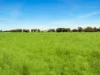 Lot 68 Penniment Road, Bordertown, SA 5268-Image