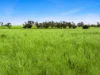 Lot 68 Penniment Road, Bordertown, SA 5268-Image