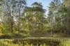 Lot 801 Kerry Road, Kerry, Qld 4285-Image