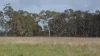 Lot 83 & 89 Walkington HIlls Road, Cadgee, SA 5271-Image