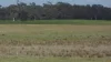 Lot 83 & 89 Walkington HIlls Road, Cadgee, SA 5271-Image
