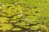 Lot 9 Somerset Road, Mount George NSW 2424-Image