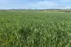 Lot 92 Pollies Plain Road, Miltalie, SA 5602