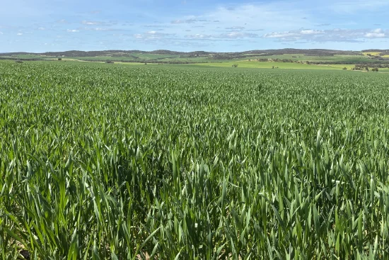 Lot 92 Pollies Plain Road, Miltalie, SA 5602